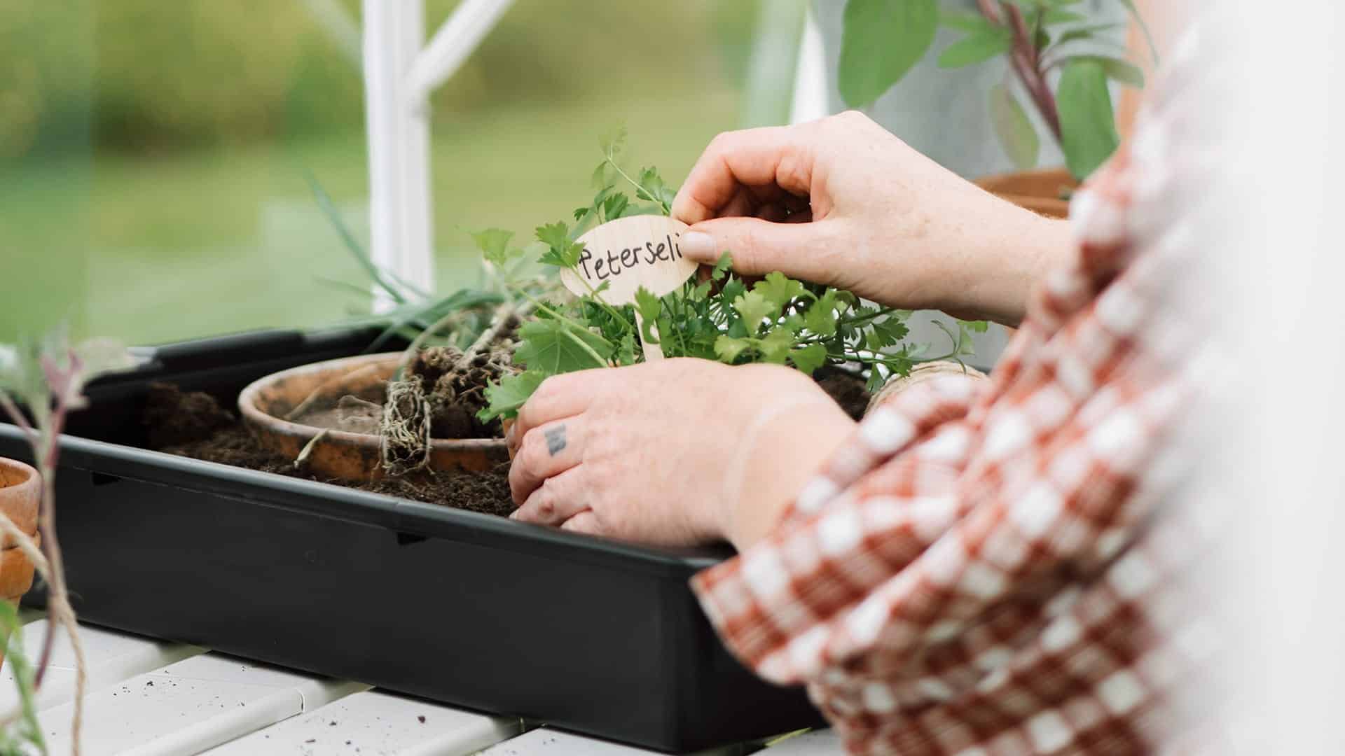 Growing plants in a greenhouse