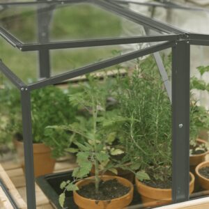 Châssis de couche Parsley Planter Small vert-gris, verre de sécurité de 4 mm