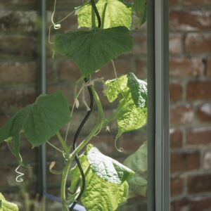 Set plantspiralen zwart