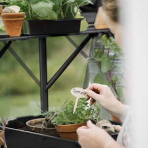 Kweekschap voor Mary  II zwart