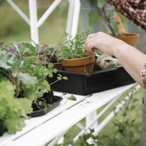 Kweektafel set voor Mary II wit
