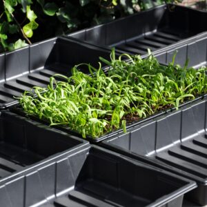 Seed tray growing tray – set of 12
