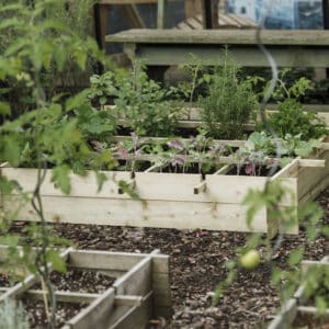 Kweekbak Wild Celery grenen geïmpregneerd groen